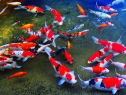 5 Langkah Mudah Cara Merawat Ikan Koi Bagi Pemula