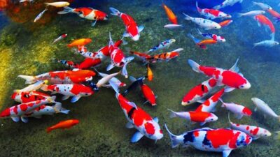 5 Langkah Mudah Cara Merawat Ikan Koi Bagi Pemula