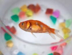 5 Penyebab Ikan Mas Koki Mati dalam Waktu Singkat