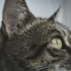 Sakit Mata pada Kucing, Kenali Jenis dan Obat Ampuhnya