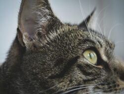 Sakit Mata pada Kucing, Kenali Jenis dan Obat Ampuhnya