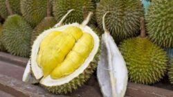 Manfaat durian