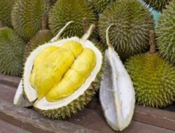 11 Manfaat Durian dalam Kesehatan yang Penting untuk Anda Ketahui!