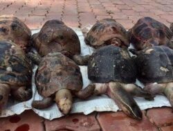 Hal Ini Menjadi Penyebab Kura-Kura Mati, Penting untuk Diperhatikan!