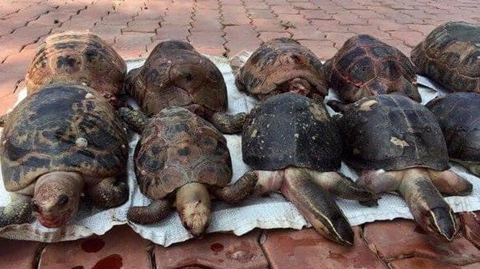 Penyebab kura-kura mati