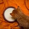 Produk Susu untuk Kucing Sakit yang Bagus
