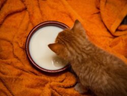 Produk Susu untuk Kucing Sakit yang Bagus