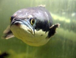 5 Opsi Makanan Ikan Channa agar Cepat Tumbuh