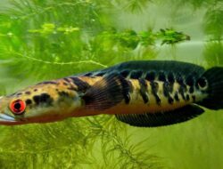 8 Rekomendasi Makanan Ikan Gabus, Dijamin Cepat Besar