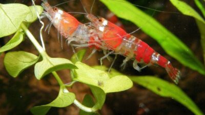 4 Jenis Makanan Udang Air Tawar Terbaik untuk Dicoba