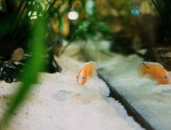 Beberapa Manfaat Memelihara Ikan Hias Koi Selain Pembawa Berkah