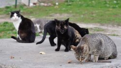 5 Cara Merawat Kucing Kampung Agar Tampak Seperti Kucing Ras