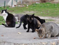 5 Cara Merawat Kucing Kampung Agar Tampak Seperti Kucing Ras