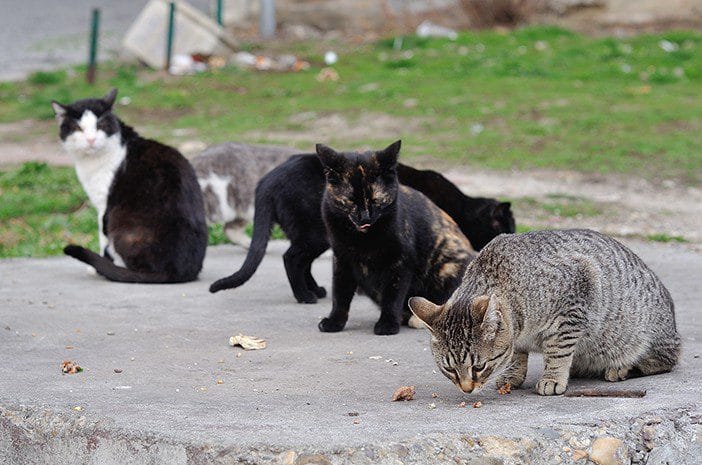 5 Cara Merawat Kucing Kampung Agar Tampak Seperti Kucing Ras