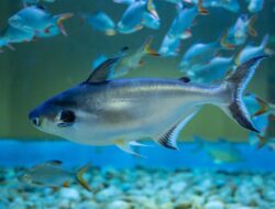 5 Jenis Makanan Ikan Patin Terbaik agar Cepat Besar