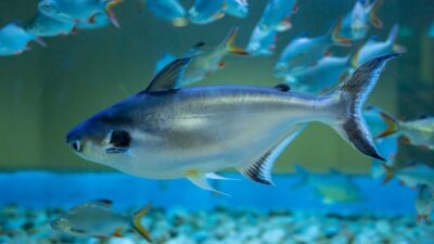 5 Jenis Makanan Ikan Patin Terbaik agar Cepat Besar