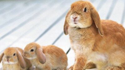 Bagaimana Cara Mengetahui Umur Kelinci