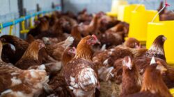 Peluang Usaha Peternakan Ayam Kampung Organik