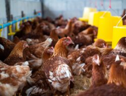 Peluang Usaha Peternakan Ayam Kampung Organik