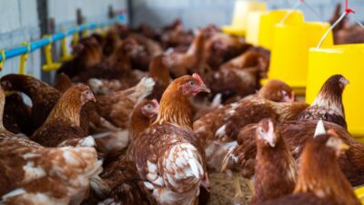Peluang Usaha Peternakan Ayam Kampung Organik