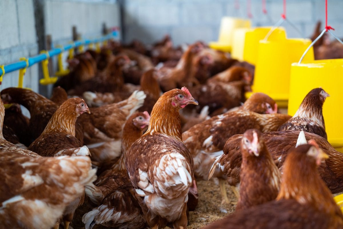 Peluang Usaha Peternakan Ayam Kampung Organik
