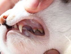 Tanda, Cara Mencegah, dan Cara Mengatasi Penyakit Mulut pada Kucing