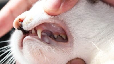 Tanda, Cara Mencegah, dan Cara Mengatasi Penyakit Mulut pada Kucing