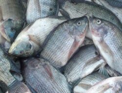 Ciri Ikan Nila dan Tips Memancing dengan Mudah
