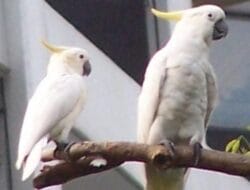 Makanan Burung Kakatua yang Bergizi untuk Pertumbuhan