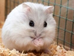 Kenali 8 Ciri Hamster Sedang Hamil Berikut Ini