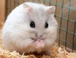 Kenali 8 Ciri Hamster Sedang Hamil Berikut Ini