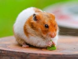 Mungil dan Menggemaskan, Inilah Fakta Unik Hamster yang Jarang Diketahui