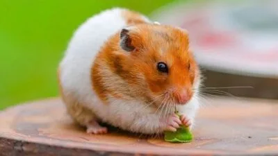 Mungil dan Menggemaskan, Inilah Fakta Unik Hamster yang Jarang Diketahui