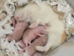 Cara Ternak Hamster Untuk Pemula Agar Hamster Sehat dan Beranak Banyak!
