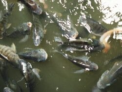 Ciri Ikan Nila dan Tips Memancing dengan Mudah