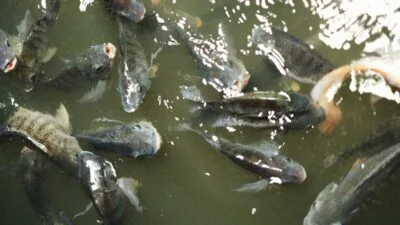 Ciri Ikan Nila dan Tips Memancing dengan Mudah